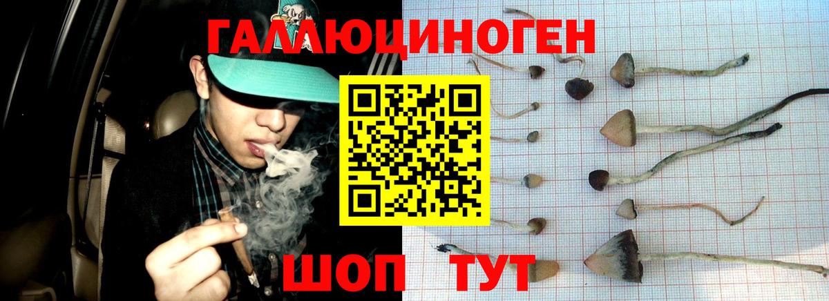 Мценск  Псилоцибиновые грибы мицелий  Вход с VPN 
